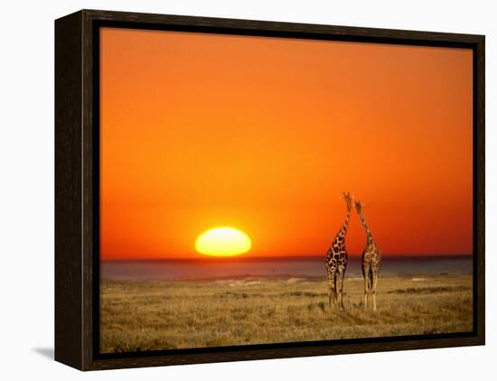 Giraffes Stretch their Necks at Sunset, Ethosha National Park, Namibia-Janis Miglavs-Framed Premier Image Canvas