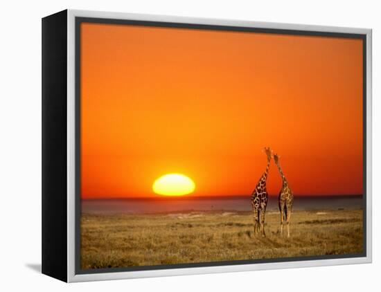 Giraffes Stretch their Necks at Sunset, Ethosha National Park, Namibia-Janis Miglavs-Framed Premier Image Canvas