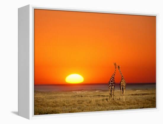 Giraffes Stretch their Necks at Sunset, Ethosha National Park, Namibia-Janis Miglavs-Framed Premier Image Canvas