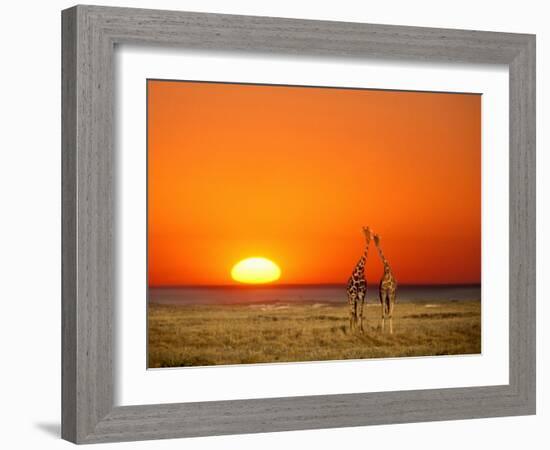 Giraffes Stretch their Necks at Sunset, Ethosha National Park, Namibia-Janis Miglavs-Framed Photographic Print