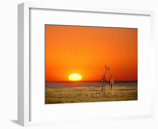 Giraffes Stretch their Necks at Sunset, Ethosha National Park, Namibia-Janis Miglavs-Framed Photographic Print