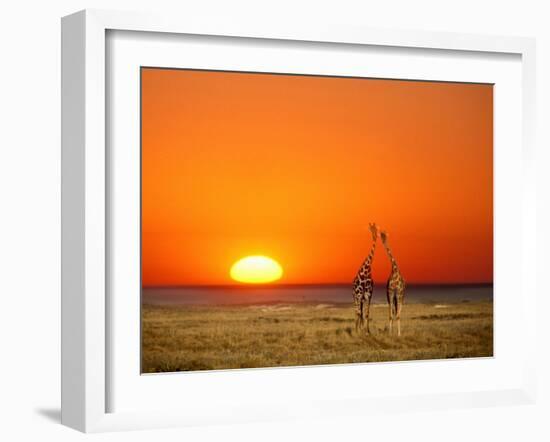 Giraffes Stretch their Necks at Sunset, Ethosha National Park, Namibia-Janis Miglavs-Framed Photographic Print