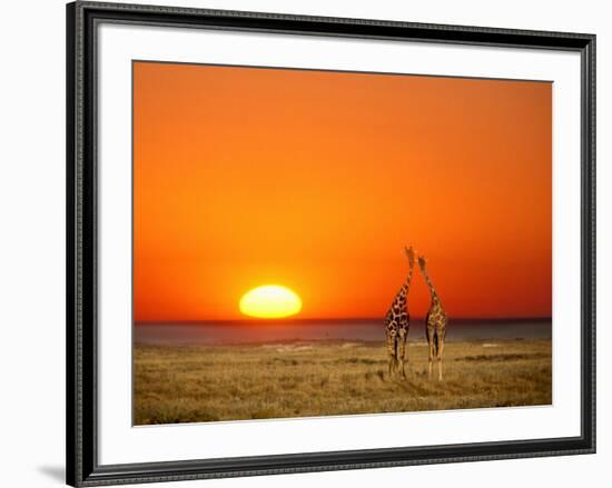 Giraffes Stretch their Necks at Sunset, Ethosha National Park, Namibia-Janis Miglavs-Framed Photographic Print