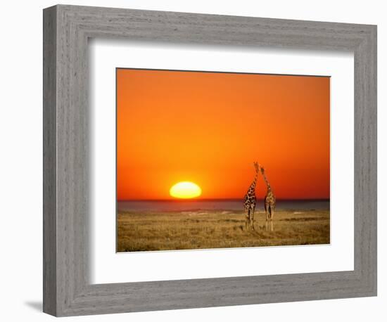 Giraffes Stretch their Necks at Sunset, Ethosha National Park, Namibia-Janis Miglavs-Framed Photographic Print