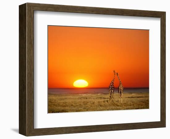 Giraffes Stretch their Necks at Sunset, Ethosha National Park, Namibia-Janis Miglavs-Framed Photographic Print