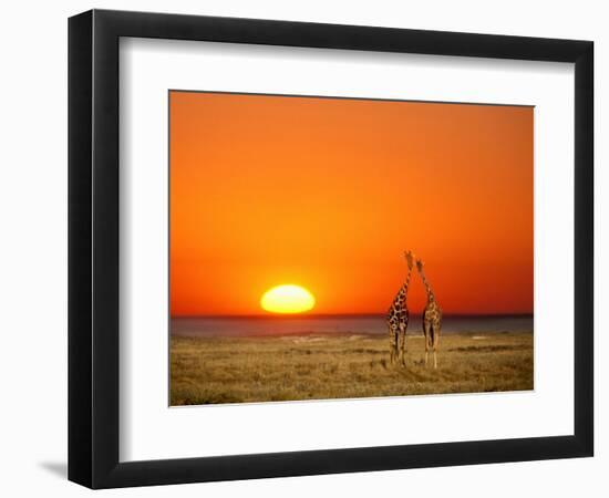 Giraffes Stretch their Necks at Sunset, Ethosha National Park, Namibia-Janis Miglavs-Framed Photographic Print