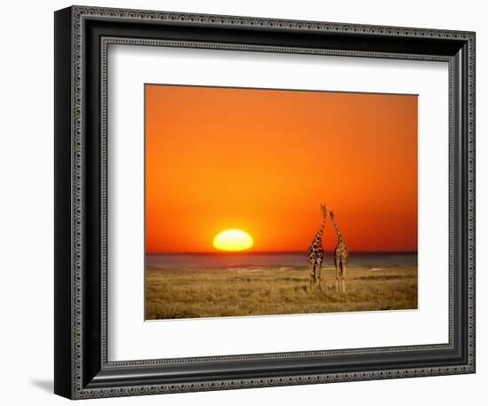 Giraffes Stretch their Necks at Sunset, Ethosha National Park, Namibia-Janis Miglavs-Framed Photographic Print