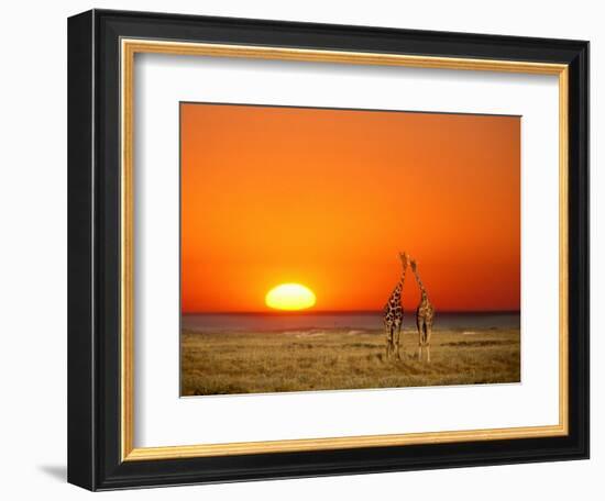 Giraffes Stretch their Necks at Sunset, Ethosha National Park, Namibia-Janis Miglavs-Framed Photographic Print