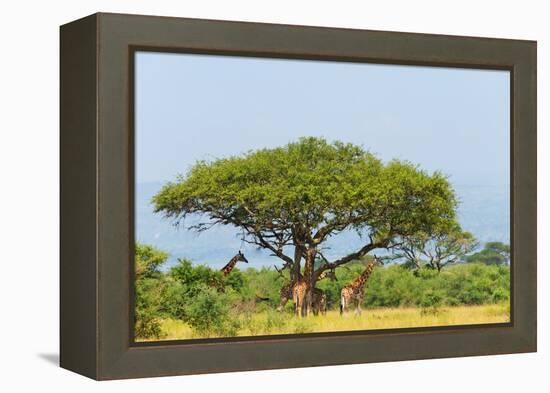 Giraffes under an acacia tree on the savanna, Murchison Falls National park, Uganda-Keren Su-Framed Premier Image Canvas