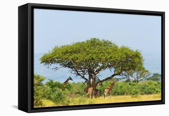 Giraffes under an acacia tree on the savanna, Murchison Falls National park, Uganda-Keren Su-Framed Premier Image Canvas