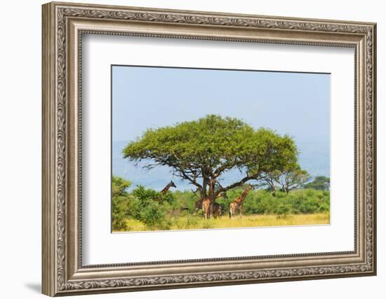 Giraffes under an acacia tree on the savanna, Murchison Falls National park, Uganda-Keren Su-Framed Photographic Print