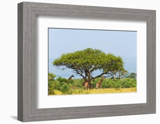 Giraffes under an acacia tree on the savanna, Murchison Falls National park, Uganda-Keren Su-Framed Photographic Print