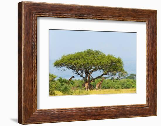 Giraffes under an acacia tree on the savanna, Murchison Falls National park, Uganda-Keren Su-Framed Photographic Print