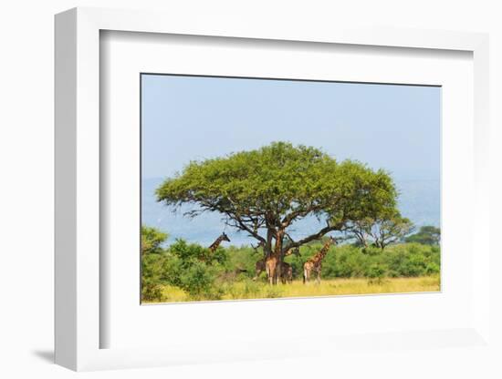 Giraffes under an acacia tree on the savanna, Murchison Falls National park, Uganda-Keren Su-Framed Photographic Print