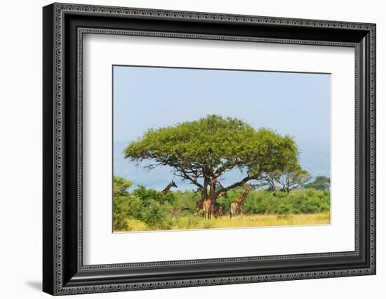 Giraffes under an acacia tree on the savanna, Murchison Falls National park, Uganda-Keren Su-Framed Photographic Print