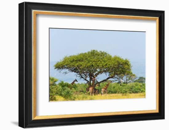 Giraffes under an acacia tree on the savanna, Murchison Falls National park, Uganda-Keren Su-Framed Photographic Print