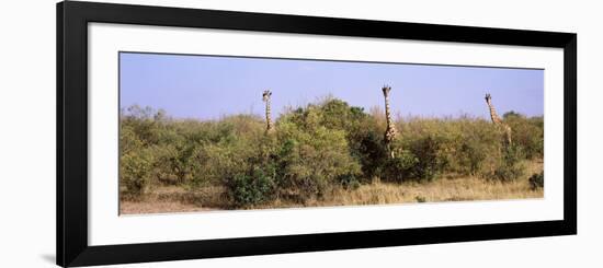 Giraffes Walking in a Field, Masai Mara National Reserve, Kenya-null-Framed Photographic Print