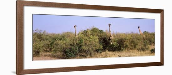 Giraffes Walking in a Field, Masai Mara National Reserve, Kenya-null-Framed Photographic Print