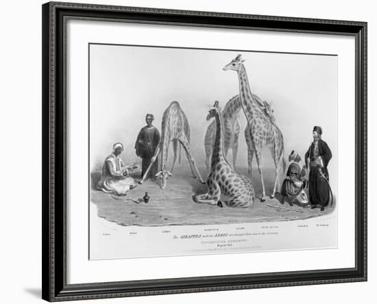 Giraffes with the Arabs Who Brought Them over to Here, Zoological Gardens, Regent's Park, 1836-George The Elder Scharf-Framed Giclee Print