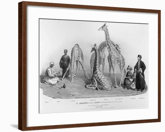 Giraffes with the Arabs Who Brought Them over to Here, Zoological Gardens, Regent's Park, 1836-George The Elder Scharf-Framed Giclee Print