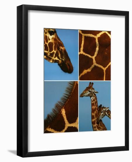 Giraffes-Jean-Michel Labat-Framed Art Print