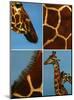 Giraffes-Jean-Michel Labat-Mounted Art Print