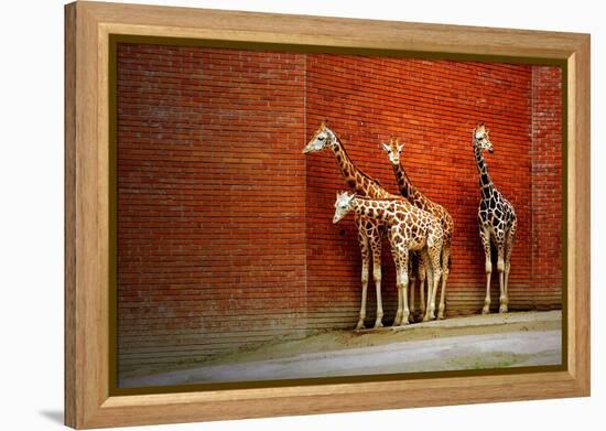 Giraffes-yuran-78-Framed Premier Image Canvas