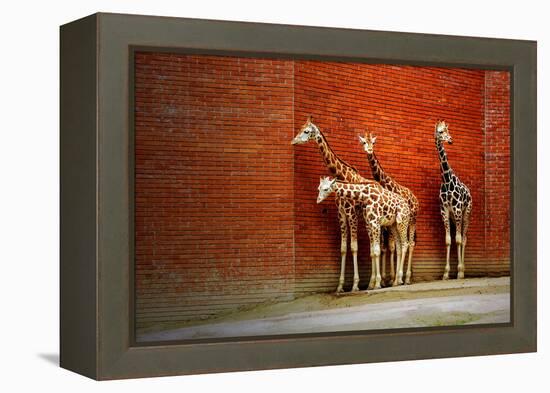 Giraffes-yuran-78-Framed Premier Image Canvas