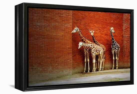 Giraffes-yuran-78-Framed Premier Image Canvas