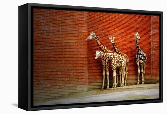 Giraffes-yuran-78-Framed Premier Image Canvas