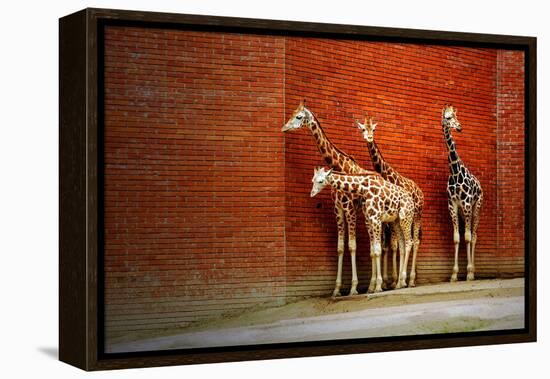 Giraffes-yuran-78-Framed Premier Image Canvas