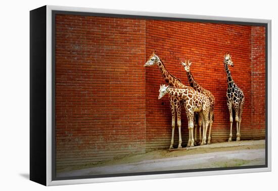 Giraffes-yuran-78-Framed Premier Image Canvas