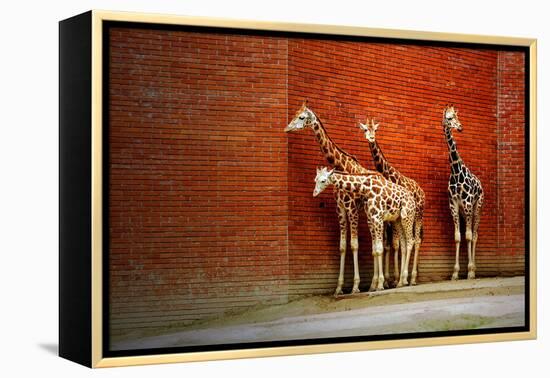 Giraffes-yuran-78-Framed Premier Image Canvas