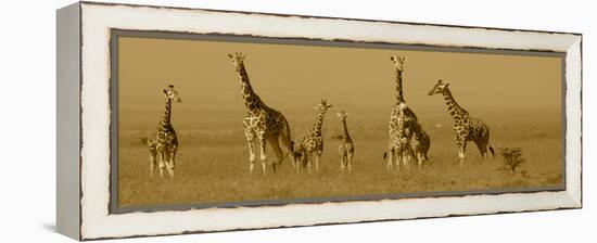 Giraffes-Sarah Farnsworth-Framed Premier Image Canvas