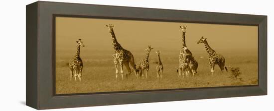 Giraffes-Sarah Farnsworth-Framed Premier Image Canvas