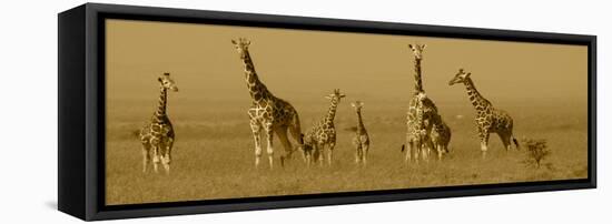 Giraffes-Sarah Farnsworth-Framed Premier Image Canvas