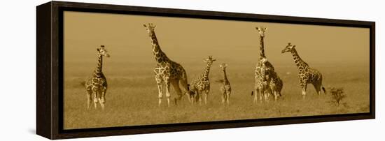 Giraffes-Sarah Farnsworth-Framed Premier Image Canvas