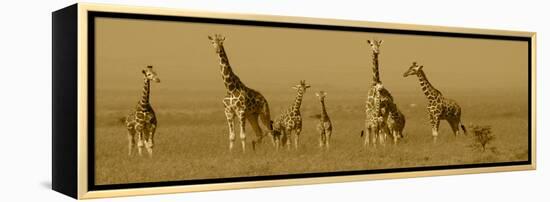 Giraffes-Sarah Farnsworth-Framed Premier Image Canvas