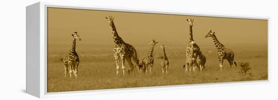 Giraffes-Sarah Farnsworth-Framed Premier Image Canvas