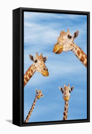 Giraffes-null-Framed Premier Image Canvas