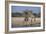 Giraffes-Peter Chadwick-Framed Photographic Print