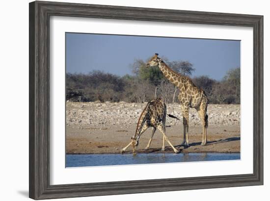 Giraffes-Peter Chadwick-Framed Photographic Print