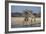 Giraffes-Peter Chadwick-Framed Photographic Print