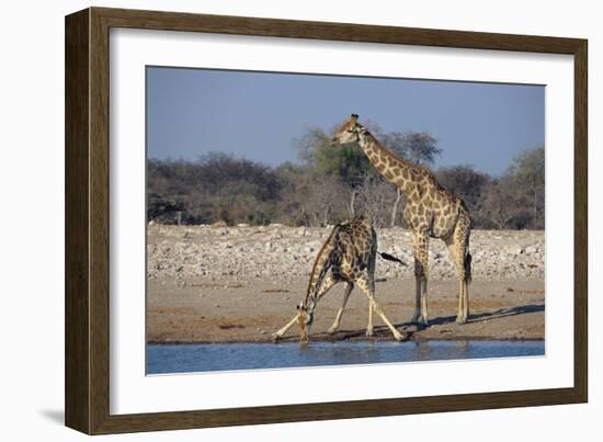 Giraffes-Peter Chadwick-Framed Photographic Print