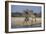 Giraffes-Peter Chadwick-Framed Photographic Print