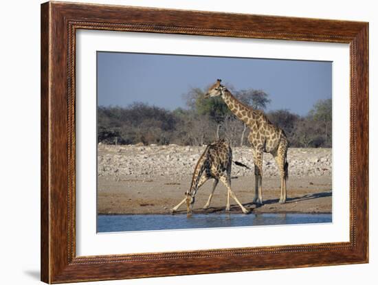 Giraffes-Peter Chadwick-Framed Photographic Print