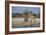 Giraffes-Peter Chadwick-Framed Photographic Print