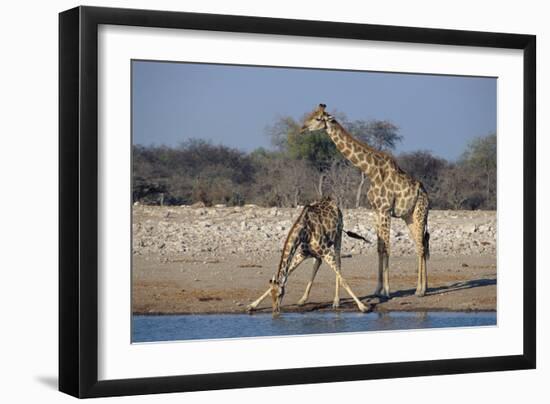 Giraffes-Peter Chadwick-Framed Photographic Print