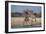 Giraffes-Peter Chadwick-Framed Photographic Print