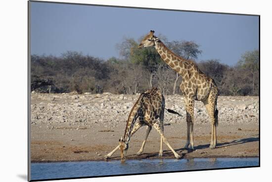 Giraffes-Peter Chadwick-Mounted Photographic Print